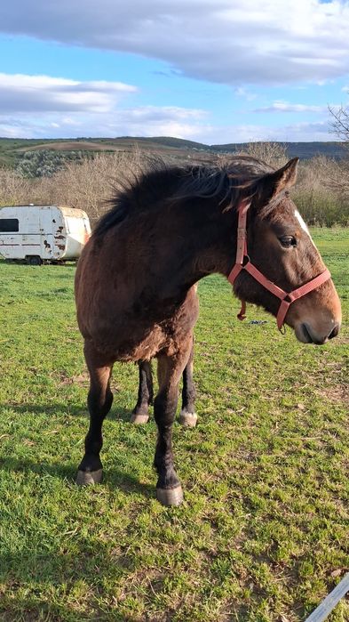 De vanzare manz de 10 luni