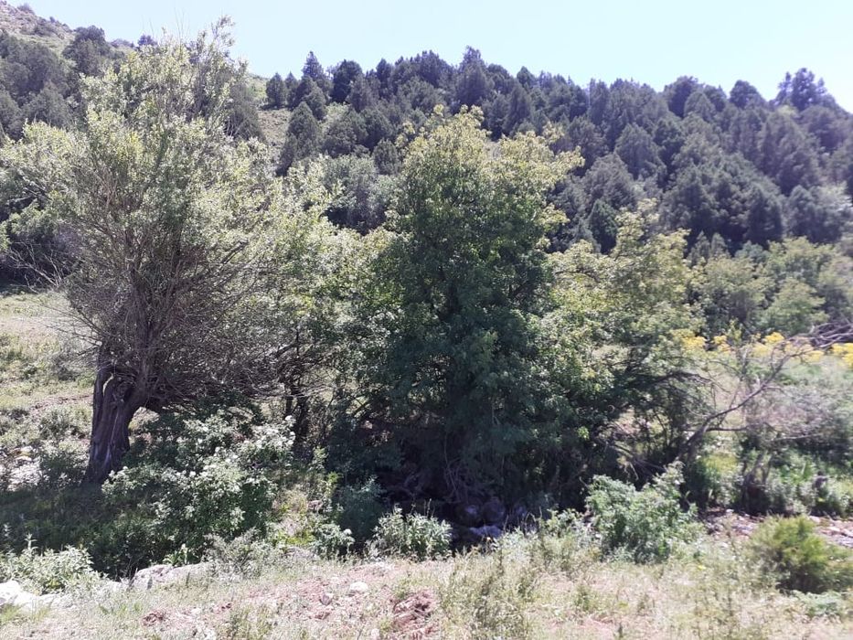 Прод-ся: Земли вдоль дороги