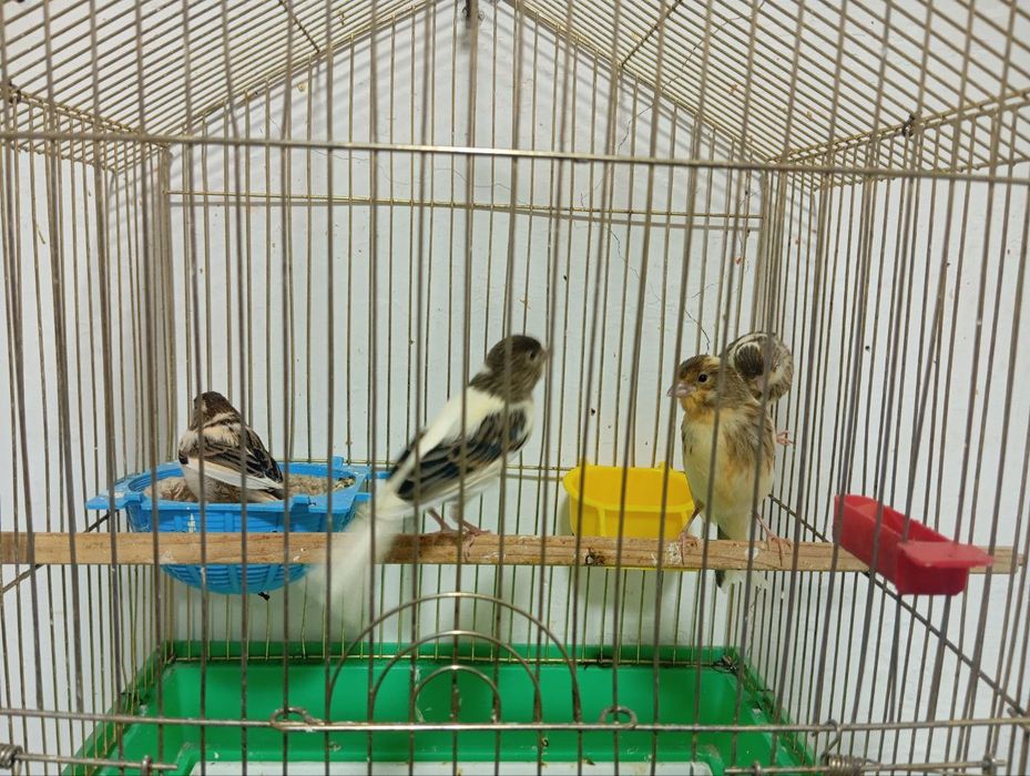 Yirik Malado'yla sotiladi 3 oyli