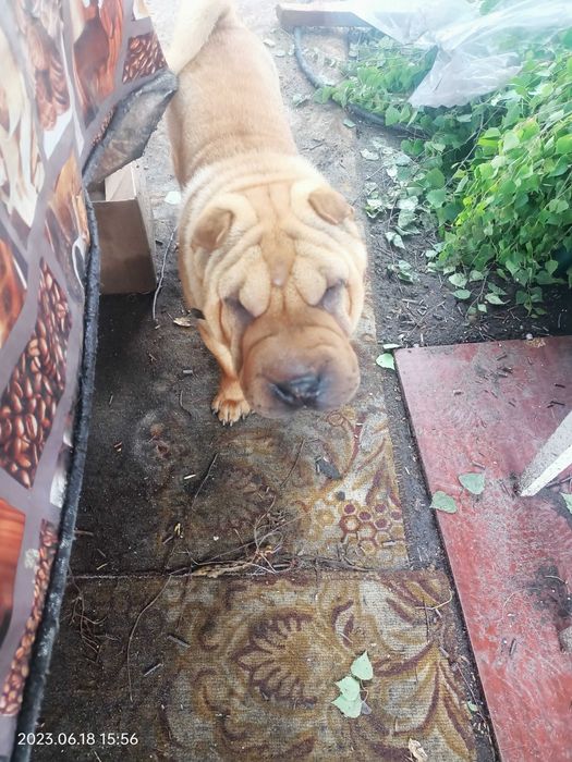 Вязка кобель Шарпей