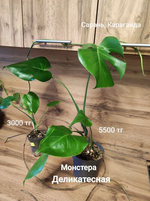 Стробилантес,Жасмин, Тилландсия, Монстера,Калла