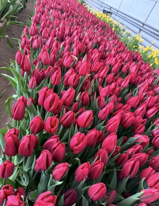 Тюльпаны тюльпаны