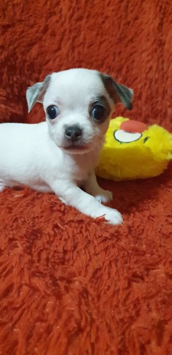 Щенки чихуахуа резерв.