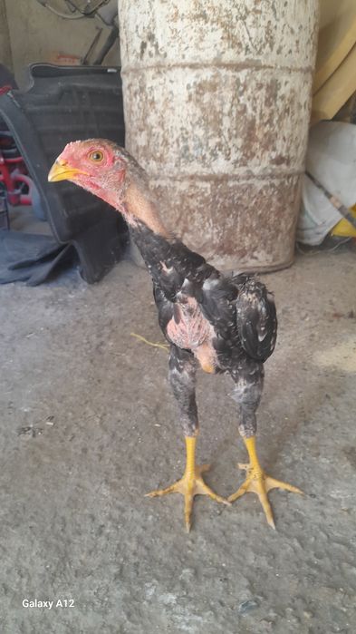 Даканг жужалар сотилади