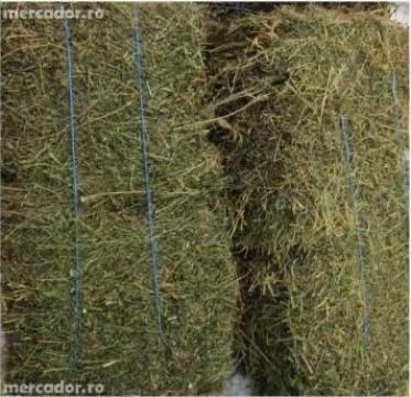 Vand baloti de lucerna !