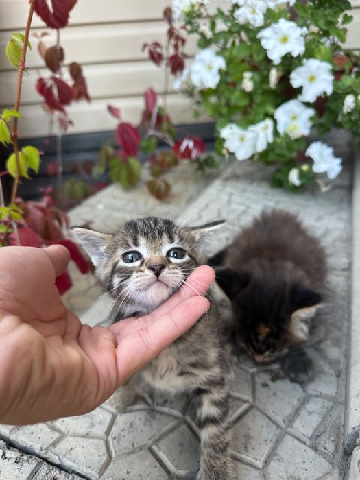 Продаются котята