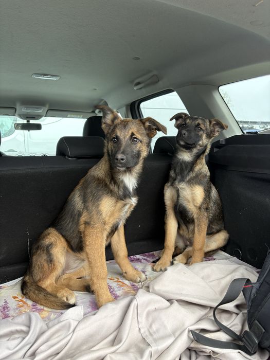 Ofer spre adoptie catei (talie medie/mare) + 2 pisicute (motanei)