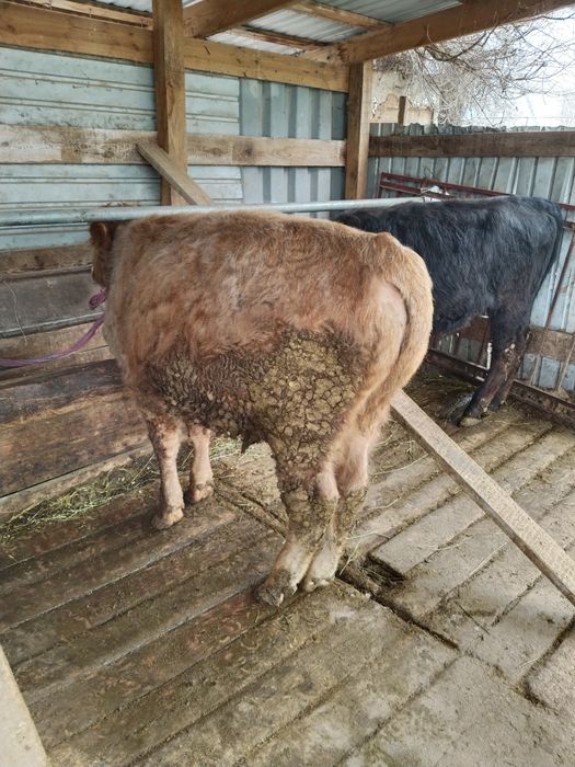 Бычки 1 .2 с возрастом