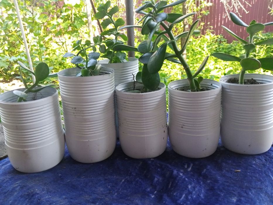 Цветы: толстянка, каланхоэ.