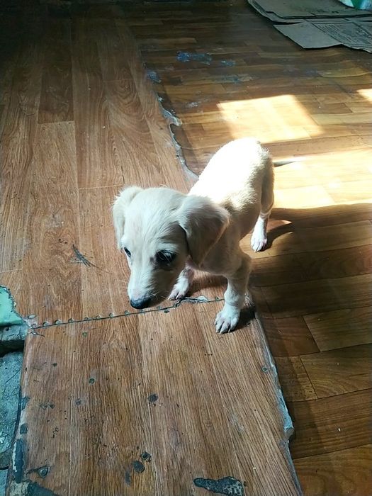 Продам щенка тазы девочка.