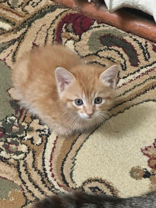 А!Прелестные котик!