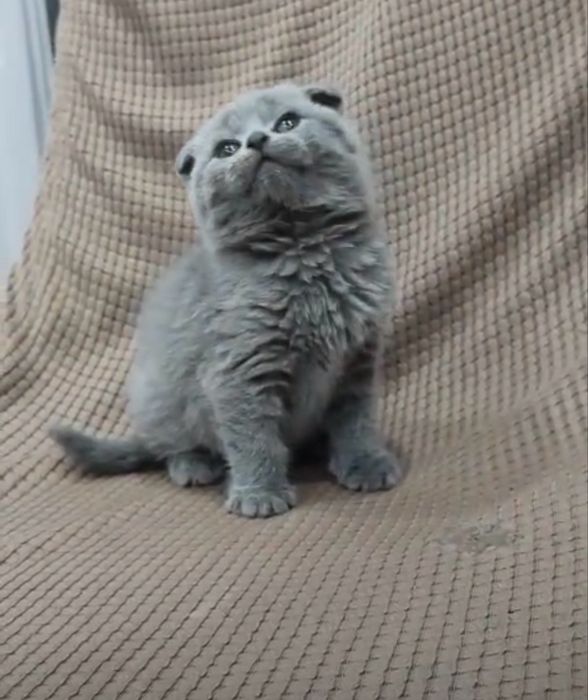 Продам котенка британец