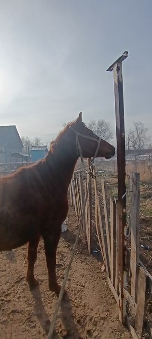 Арап +дончак 1. М