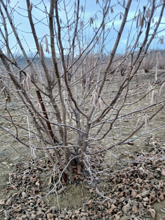 Ofer servicii tăieri și defrisari agricole