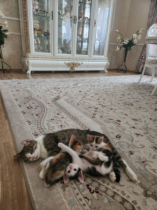 Отдам котят в добрые руки