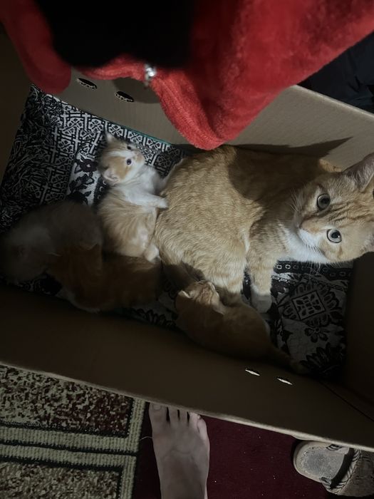 котята 1 месяц