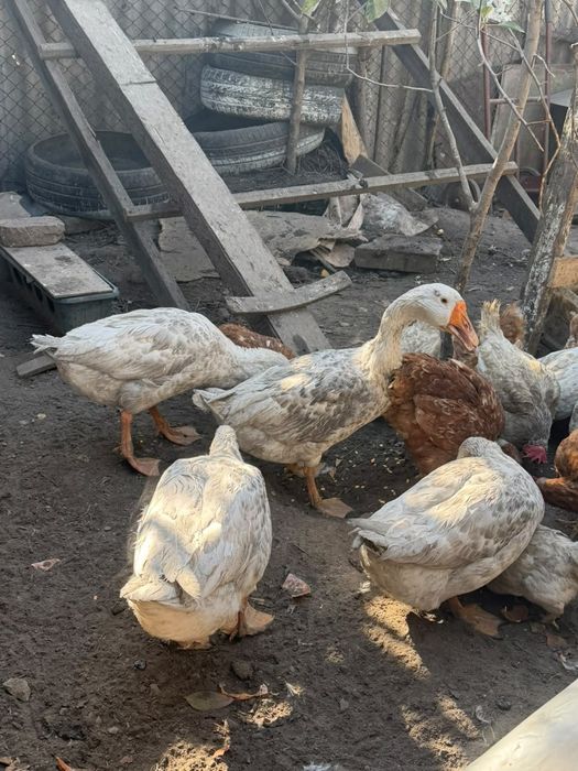 продам гусей домашних