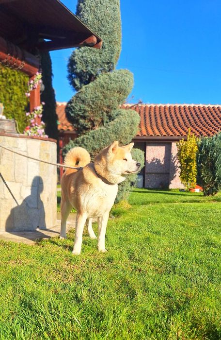 Акита Ину Японска