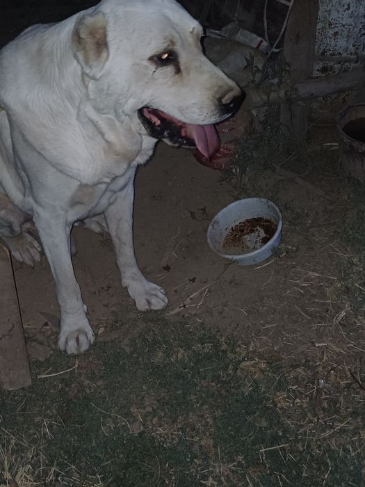 It sotiladi zoti Alabay