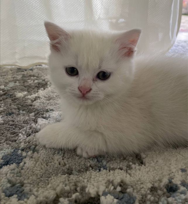 кошка парода Шотландская прямоухая