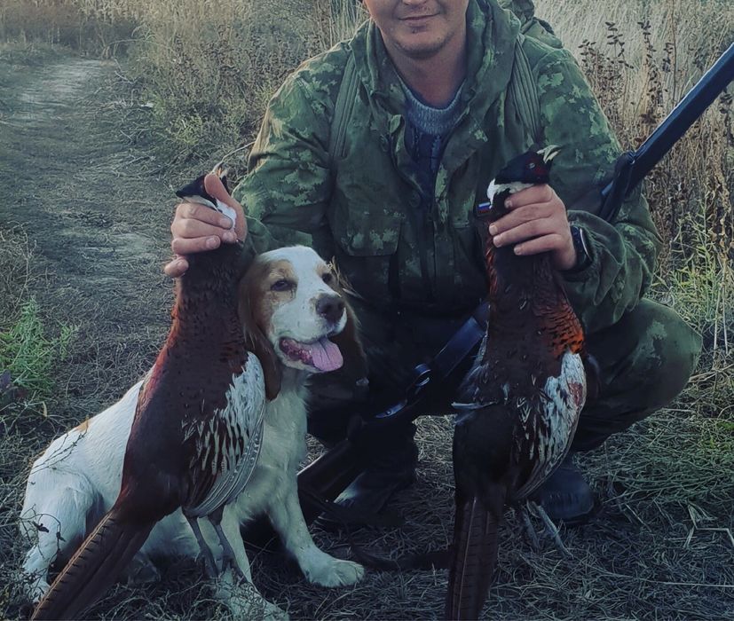 Продаются щенки спаниеля от рабочих собак