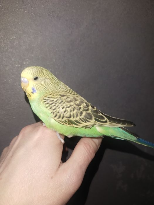 Птенцы Волнистики