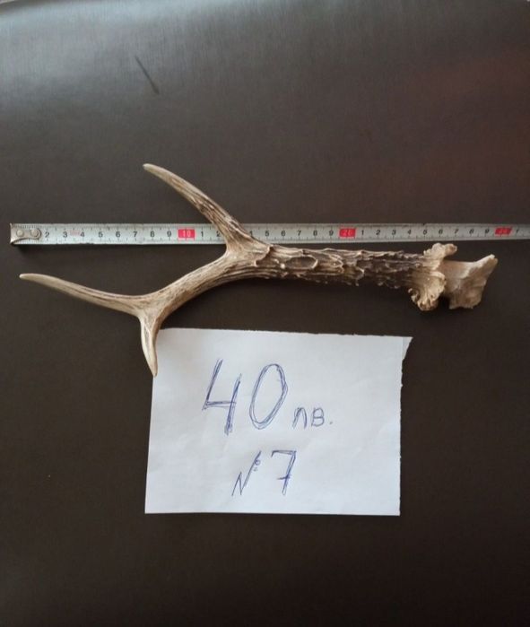 Трофеи от диви и домашни животни, дървена стойка за дискове.