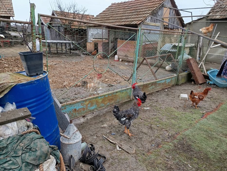 Vând cocoși tineri