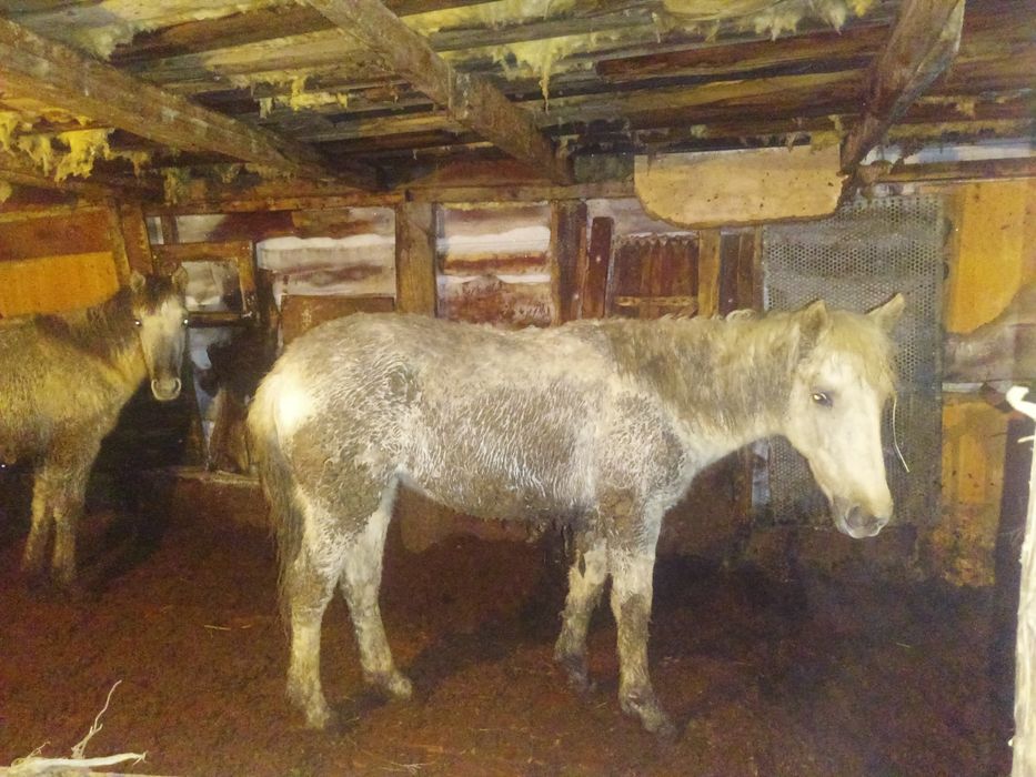 Ұрғашы  жабагы сатылады