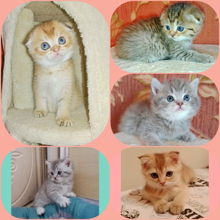 Котята разные, Цены разные