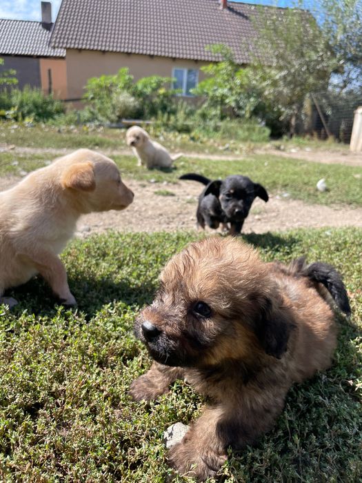 Cățelușe spre adopție