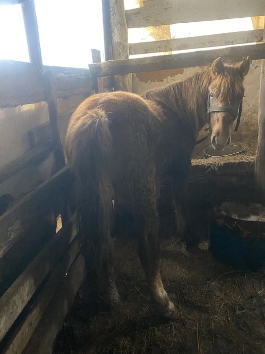 Согым тай кунан семыртылген