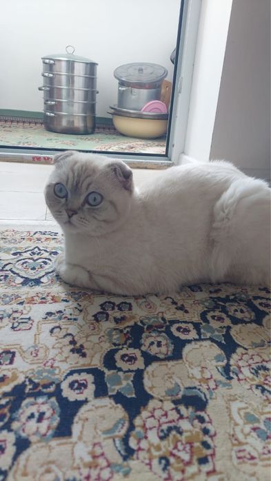 мысық сатам алатын босаң