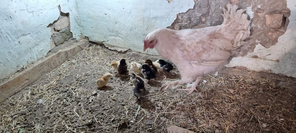 Товук 10 жужаси билан сотилади