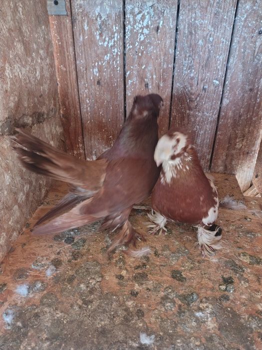 Vândă jucători foarte frumoși