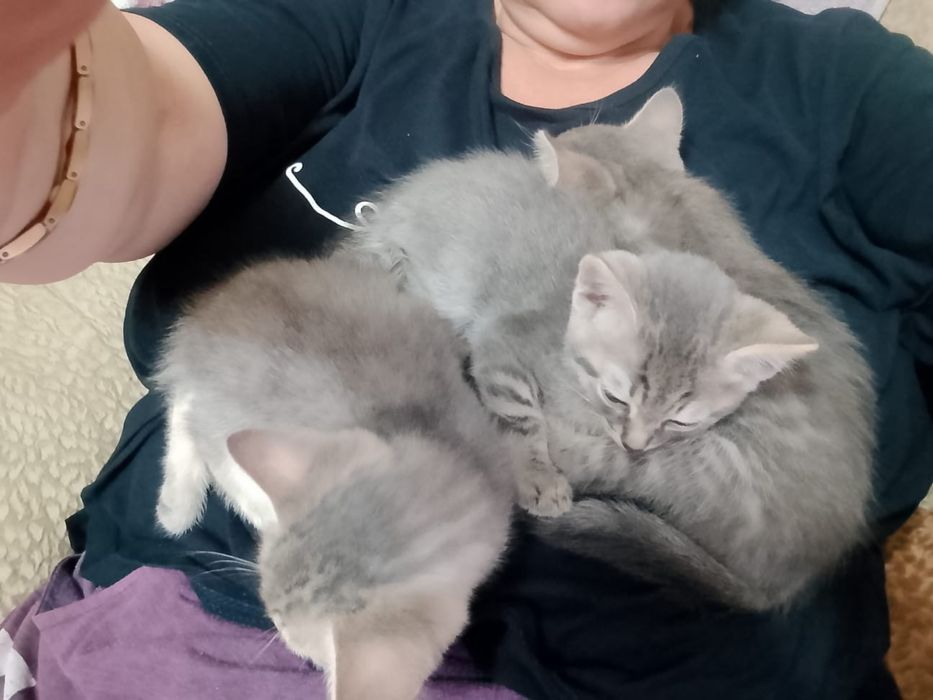 Котята бесплатно