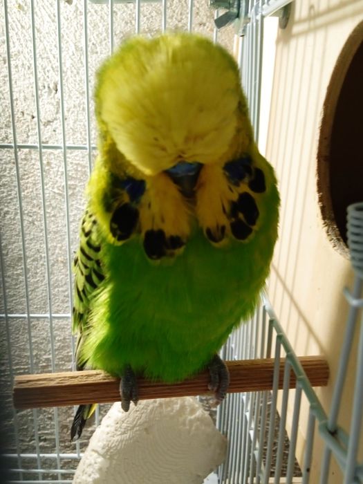 Perusi standard si hagoromo inelati+documentatie