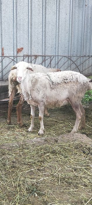 Продам Баран молодые матки жирные
