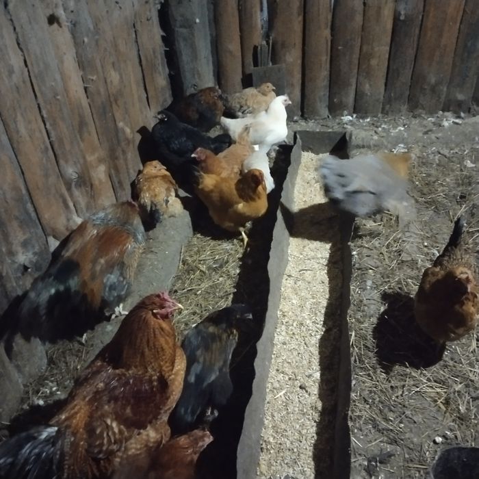 Продам домашних курей