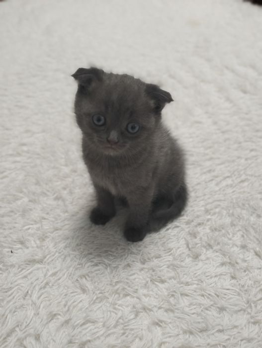 Котята. Шотланские.