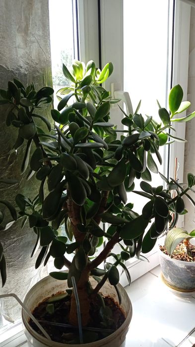 Продам домашние цветы