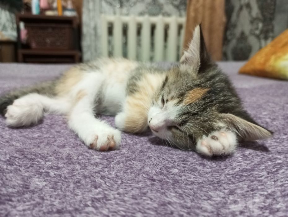 Котёнок трехцветный