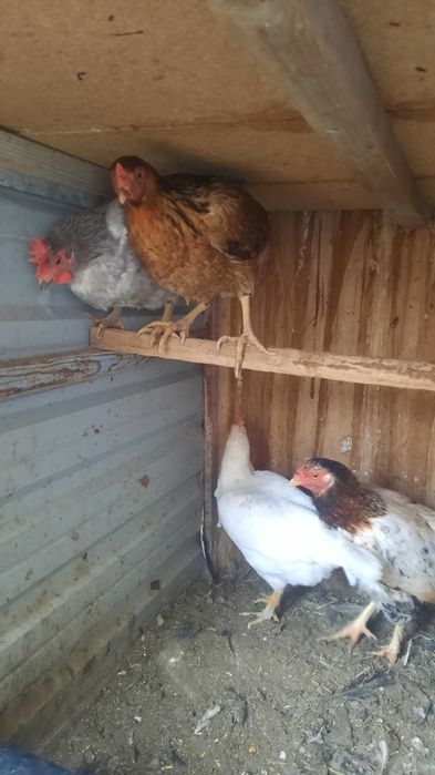 Xo'roz tovuqlar sotiladi xammasi sog'lom