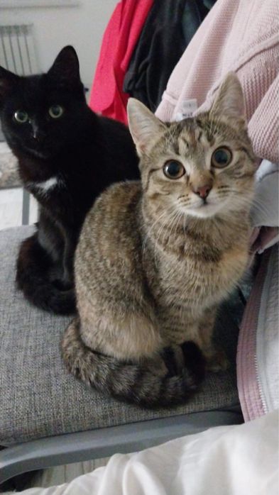 Отдам котят в добрые руки