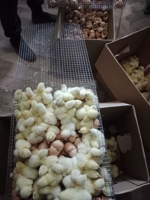 Продам бройлер суточные