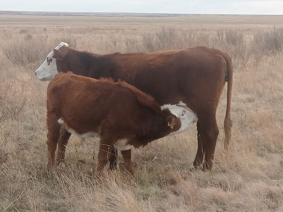 Ең бұрмаланған порно видео