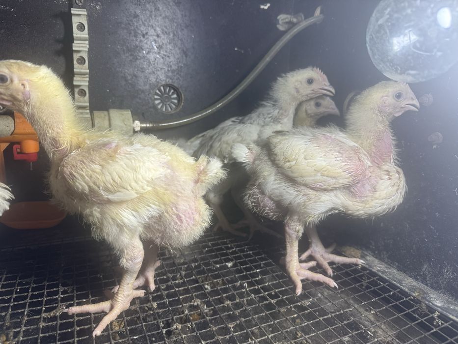 Куры Бролеры коба 500