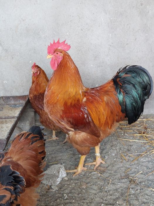 Cocoși Australorp,  New Hampshire,  Wyandotte