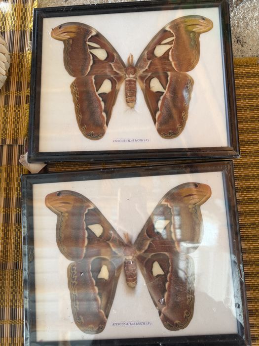 attacus atlas moth f