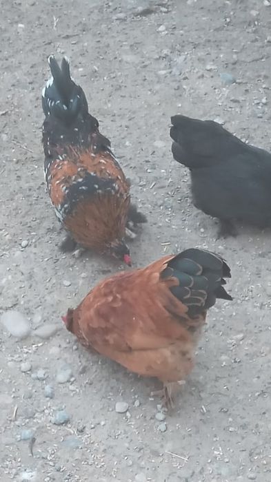 Японский кораздар сатылады